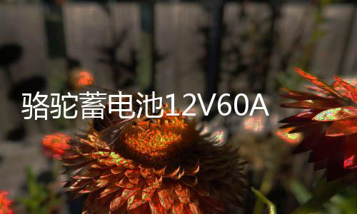 骆驼蓄电池12V60AH适用于全球鹰哈佛H6皇冠锐志奇瑞55D26汽车电瓶